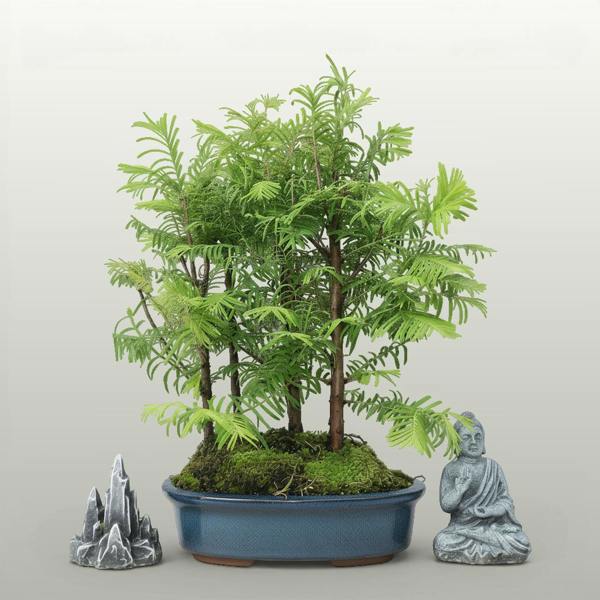 Dawn Redwood (Metasequoia) Bonsai Tree Forest | Informal Upright | In 20cm Pot - Yorkshire Bonsai standardised image 20260605-135830