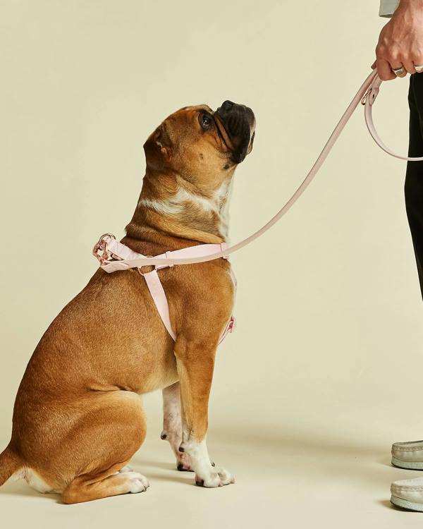 Light Pink Dog Harness with Rose Gold Hardware 