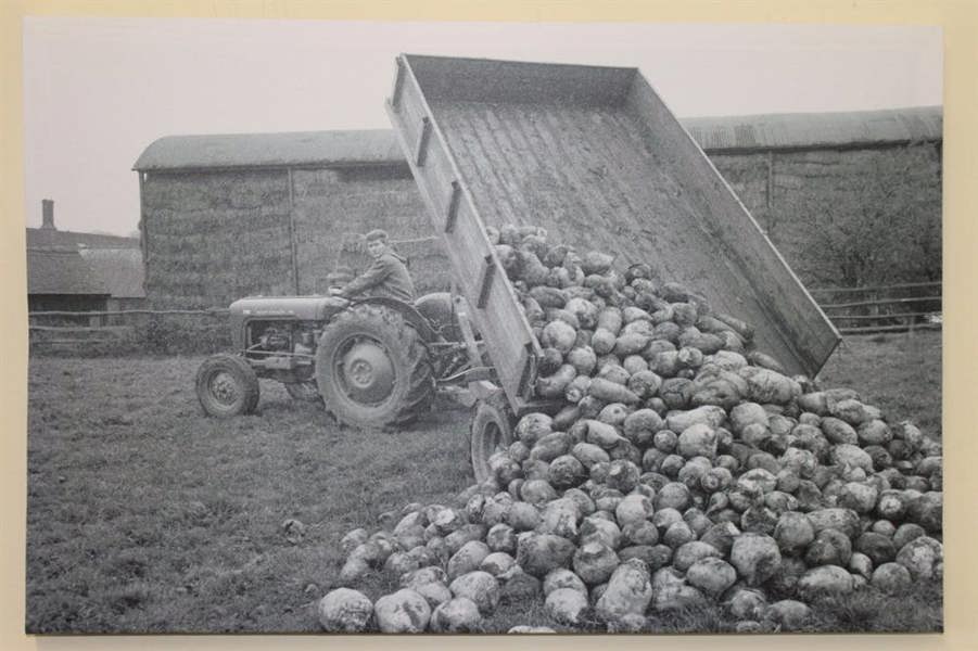Massey Ferguson MF35 Tractor & Trailer Tipping Turnips