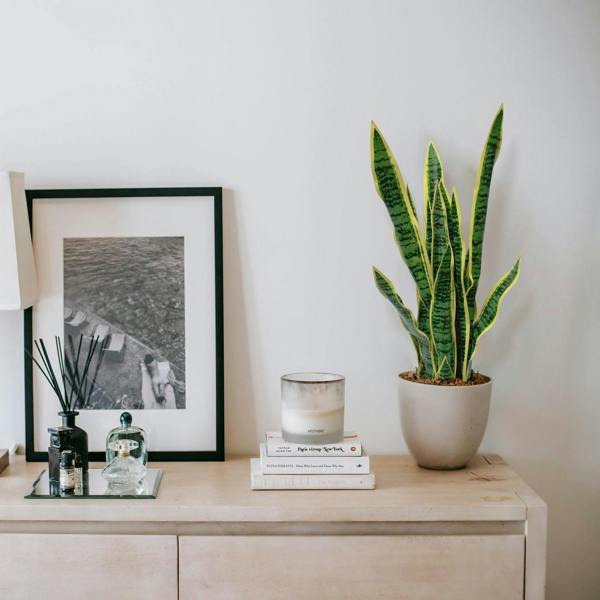 Artificial Dracaena Trifasciata Snake Plant 65cm - Evergreenery