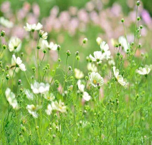 cosmos double click cranberries