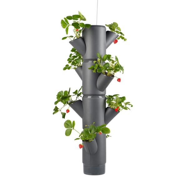 SISSI STRAWBERRY easy-watering strawberry tree - Anthracite
