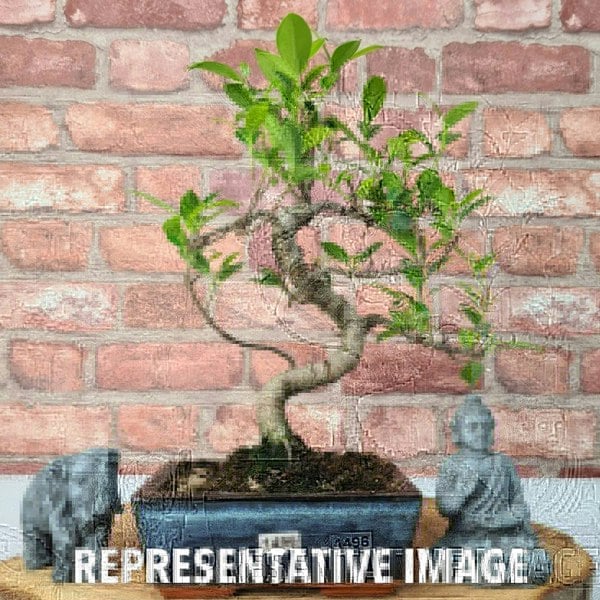 Ficus Microcarpa (Banyan Fig) Indoor Bonsai Tree | Shaped | In 15cm Pot