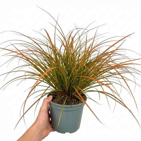 Carex 'Prairie Fire' Ornamental Grass Fiery Orange Evergreen Sedge 2L Pot The Rose Press Garden