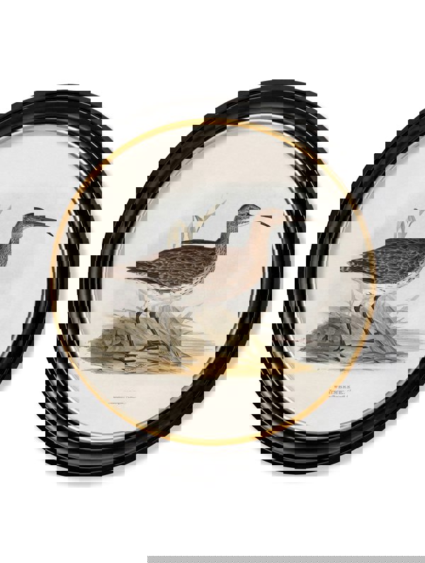 Exceptional Art c.1837's British Coastal Birds - Round