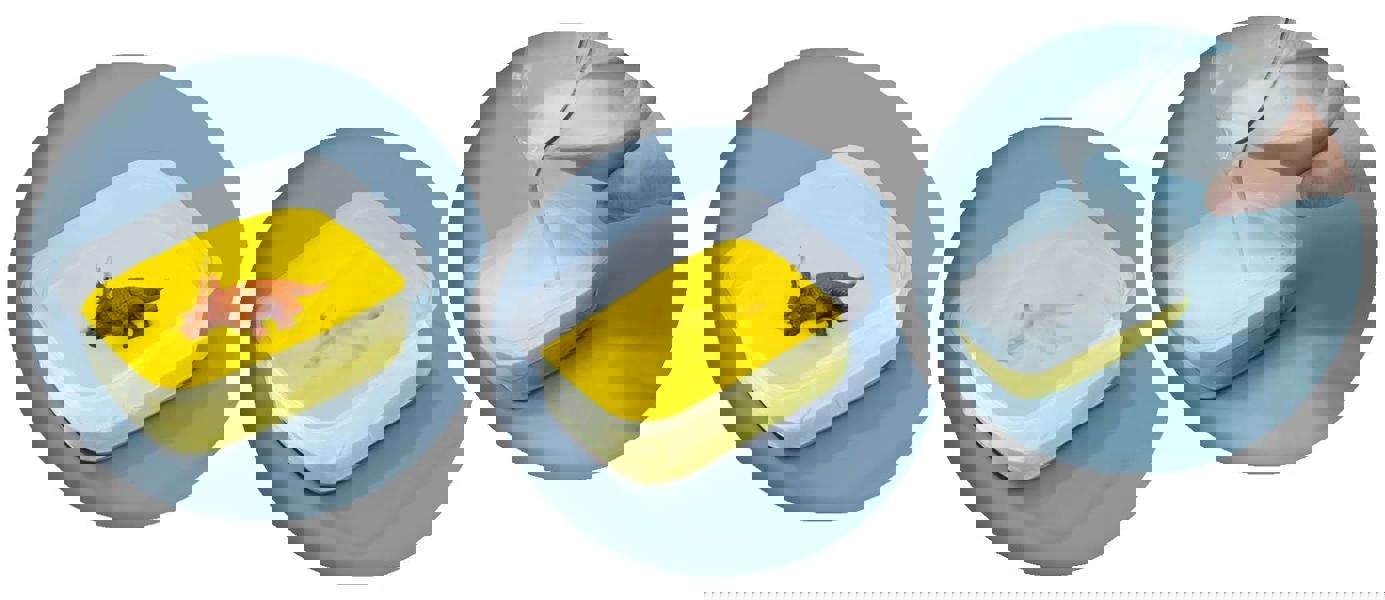 SES Creative Dino fossils