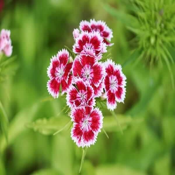 Dianthus barbatus mix seeds