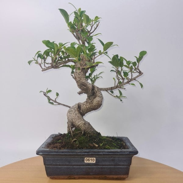 Ficus Microcarpa (Banyan Fig) Indoor Bonsai Tree | Shaped | In 20cm Pot