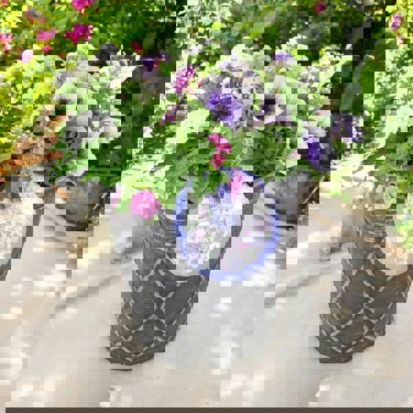 Blueberry Muffin Themed Planted Container – 23cm – Ready to Gift Plants By Post
