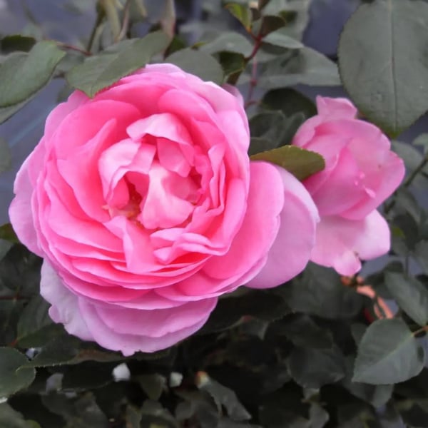 Mum in a Million Rose Bush – Fragrant Pink Shrub Rose in Pot