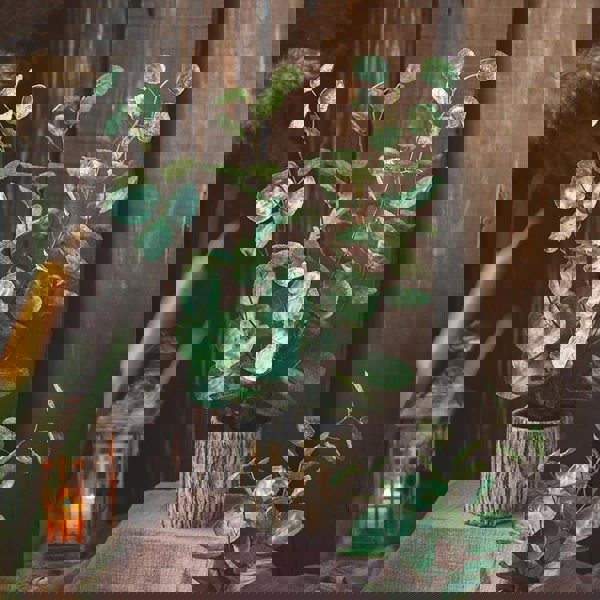 FD2 Artificial Plant-Weilai Concept-Weilai Concept