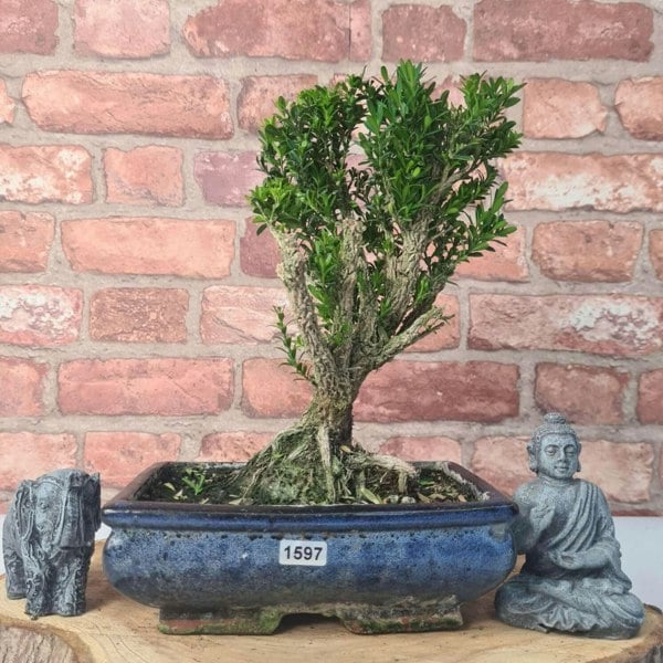 Boxwood (Buxus Harlandii) Bonsai Tree | Broom | In 20cm Pot