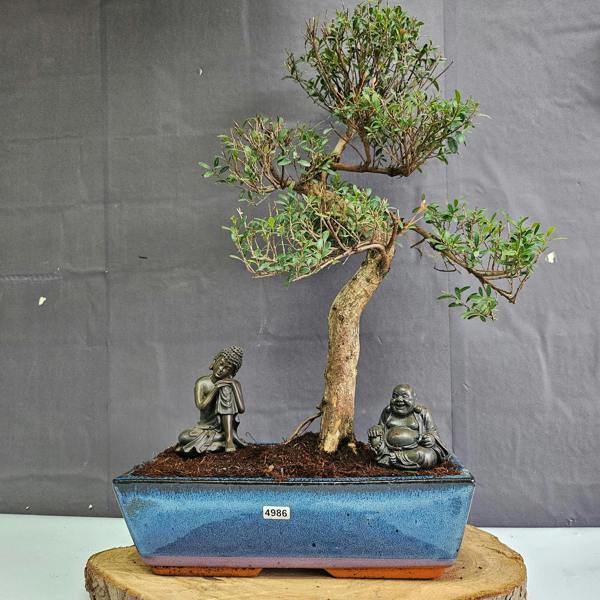 Yorkshire Bonsai Brush Cherry (Syzygium) Bonsai Tree | Shaped | In 30cm Pot