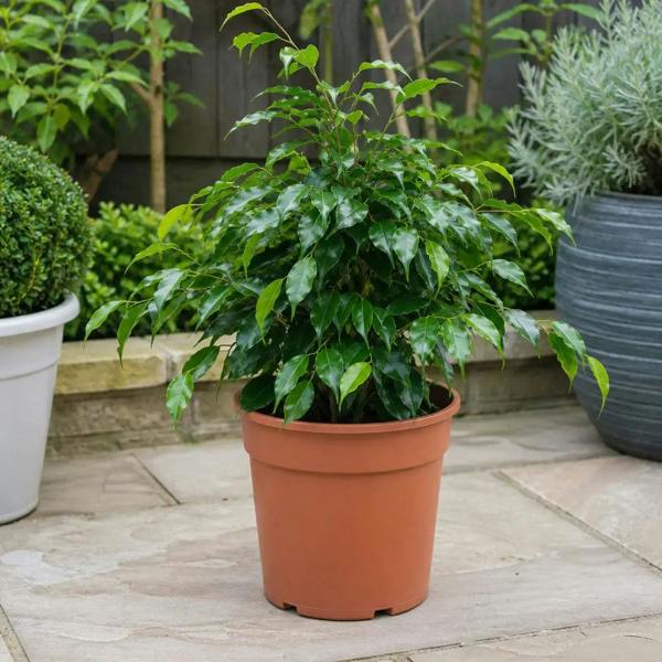 Ficus Danielle Weeping Fig 21cm Pot – Large Indoor Houseplant