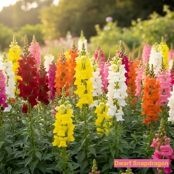 Dwarf Garden Snapdragon Seeds Mix (Antirrhinum majus) 2500 Seeds