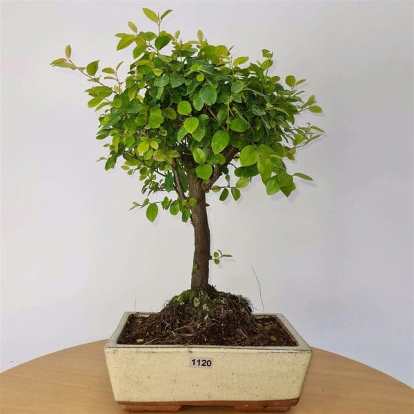 Bird Plum (Sageretia) Bonsai Tree | Broom Style | Height 35cm | In 20cm Pot - Yorkshire Bonsai