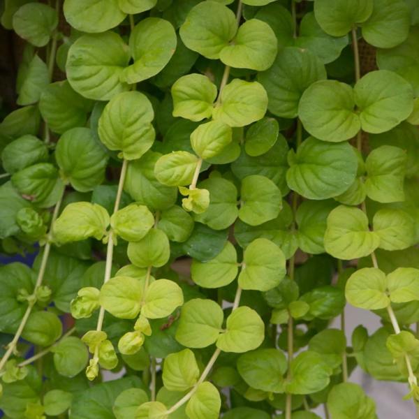 Lysimachia Aurea 9cm In Recyclable Pots x 3 Plants