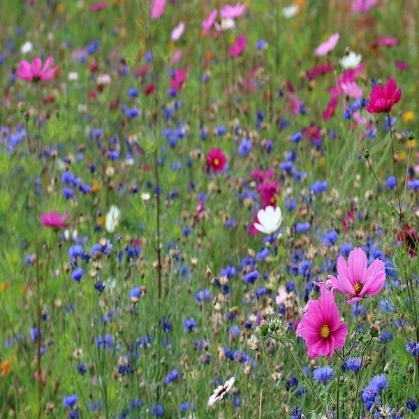 Wild Flower Meadow Seeds Bulk