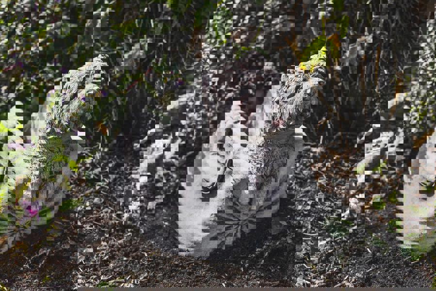 Puppy in Bag Stone Planter