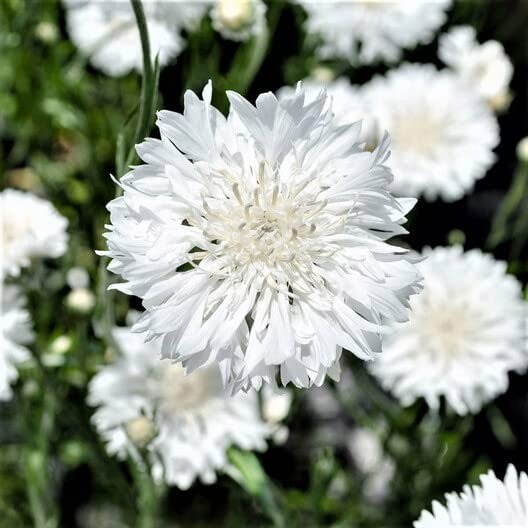 cornflower seeds white