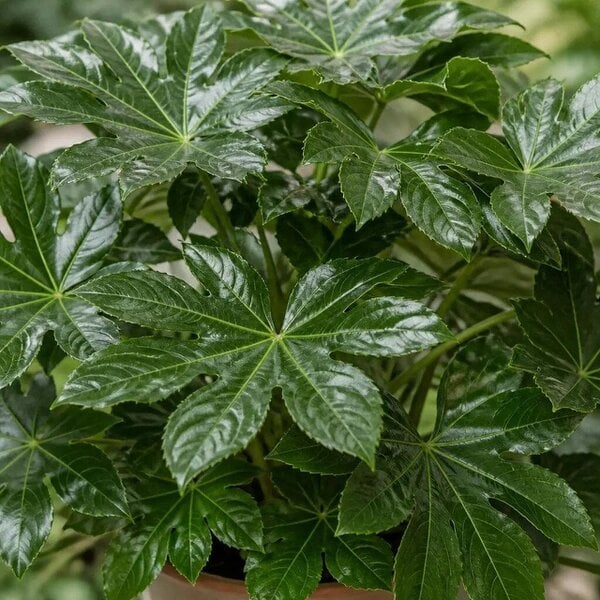Fatsia Paper Plant – Large Glossy Green Foliage Evergreen Indoor and Outdoor Plant