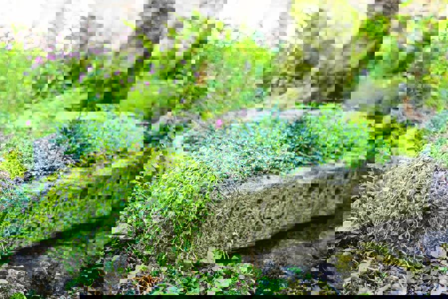 Herb Garden Planter Trough