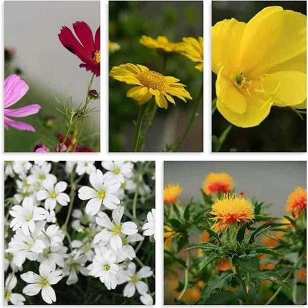Drought resistant wildflower mix with native British species, ideal for sunny, dry garden spaces and pollinator habitats.
