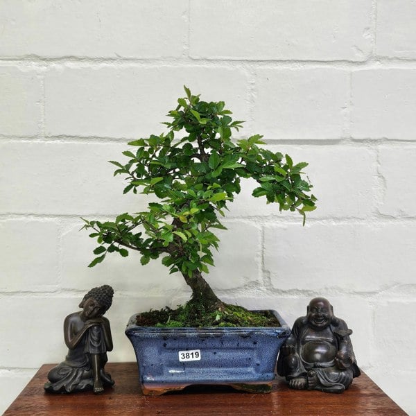 Yorkshire Bonsai Chinese Elm (Ulmus Parvifolia) Bonsai Tree | Shaped | In 15cm Pot