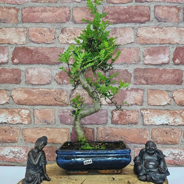 Yorkshire Bonsai Chinese Pepper (Zanthoxylum Pipertum) Bonsai Tree | Shaped | In 20cm Pot