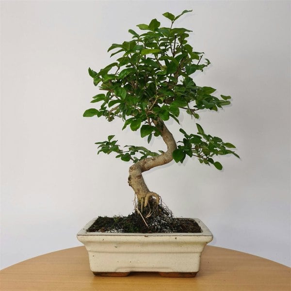 Chinese Privet (Ligustrum Sinense) Bonsai Tree | Shaped | In 20cm Pot - Yorkshire Bonsai