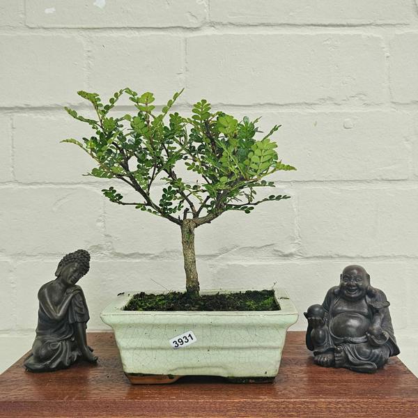 Yorkshire Bonsai Chinese Pepper (Zanthoxylum Pipertum) Bonsai Tree | Broom | In 20cm Pot
