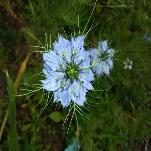 flower-black cumin