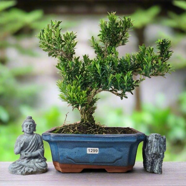 Boxwood (Buxus Harlandii) Bonsai Tree | Shaped | In 20cm Pot - Yorkshire Bonsai