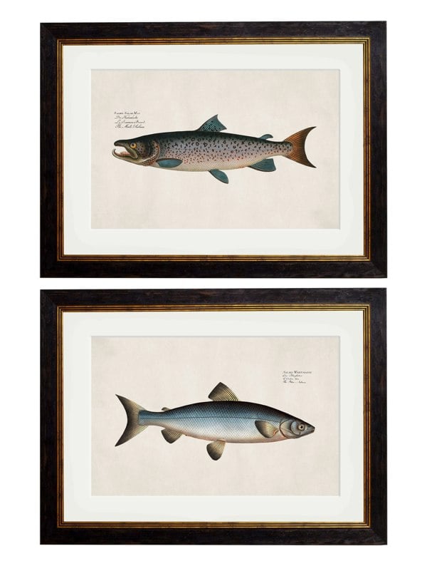 Exceptional Art c.1785 Studies of Salmon