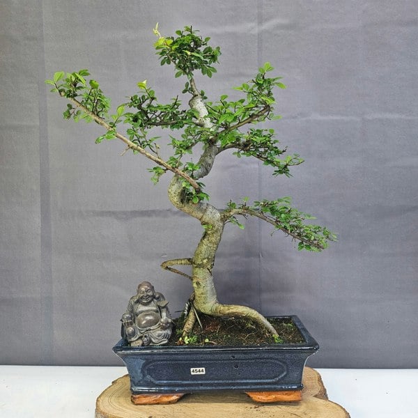 Yorkshire Bonsai Chinese Elm (Ulmus Parvifolia) Bonsai Tree | Shaped | In 30cm Pot