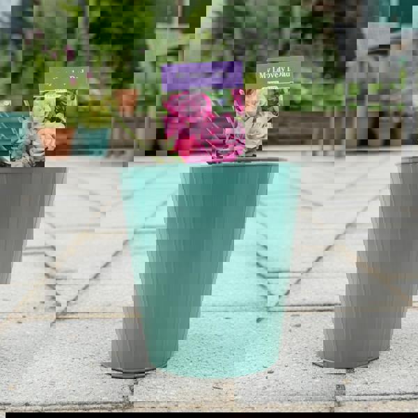 My Lovely Dad Rose - Plants By Post