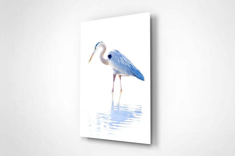 high key wildlife art print