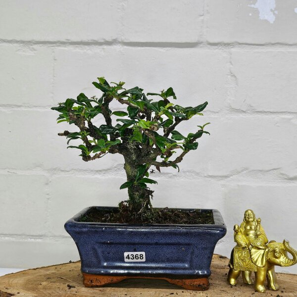 Yorkshire Bonsai Fukien Tea Tree (Carmona Retusa) Bonsai Tree | Broom | In 15cm Pot - 4368