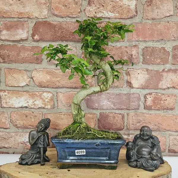 Yorkshire Bonsai Chinese Privet (Ligustrum Sinense) Bonsai Tree | Shaped | In 15cm Pot