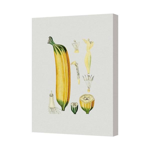 Benjamin Tate Design Contemporary Botanical Canvas Wall Art Print Yellow Squash Illustration