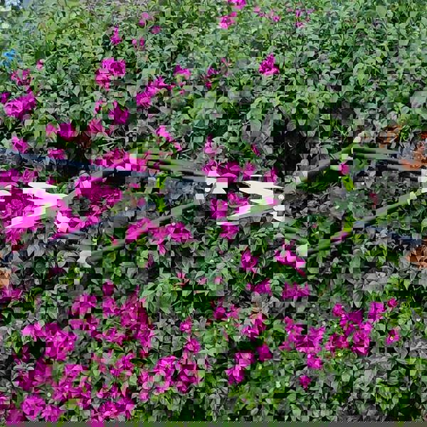 Gr8 Garden Set Of 3 Garden Tools Lopper Shears Secateurs Hedge Tree Cutter Pruning Trimmer