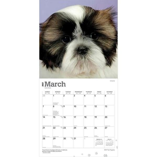 Shih Tzu Puppies Calendar 2027, Wall Calendars, Month To View, Dogs, Gift