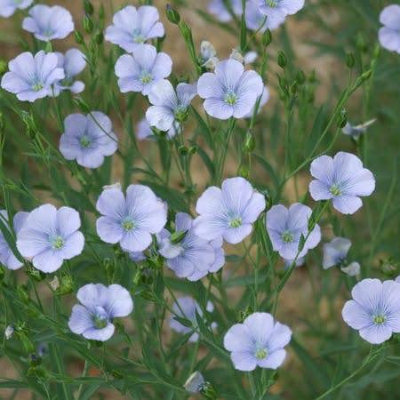 flaxseed flowers