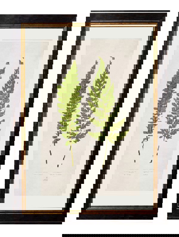 Exceptional Art c.1864 Collection of British Ferns