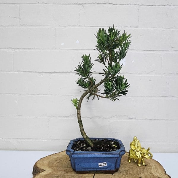 Yorkshire Bonsai Buddhist Pine (Podocarpus Micro) Bonsai Tree | Shaped | In 15cm Pot