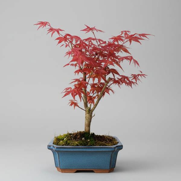 Yorkshire Bonsai Japanese Maple (Acer) Bonsai Tree | Deshojo Informal Upright | In 20cm Pot