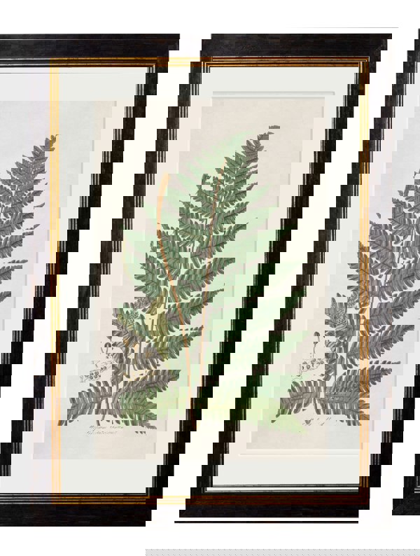 Exceptional Art c.1831 Collection of Ferns
