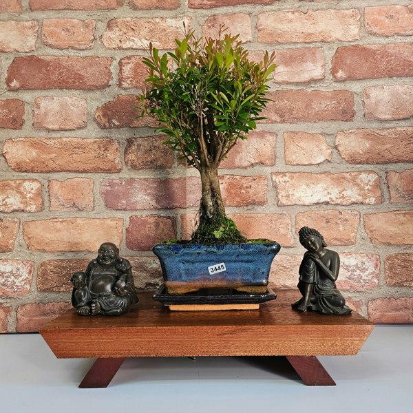 Yorkshire Bonsai Brush Cherry (Syzygium) Bonsai Tree | Broom | In 15cm Pot