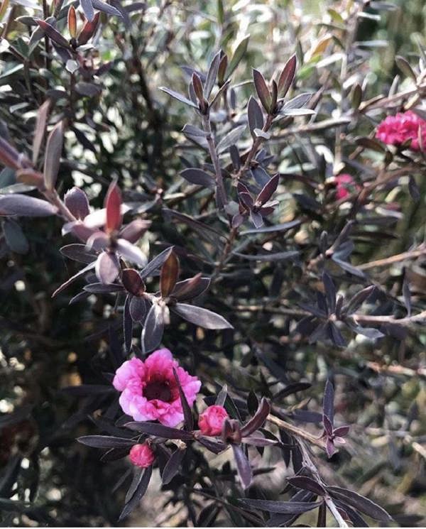 Direct Plants Leptospermum Red Damask Evergreen Shrub 3-4ft Large Supplied in a 3 Litre Pot