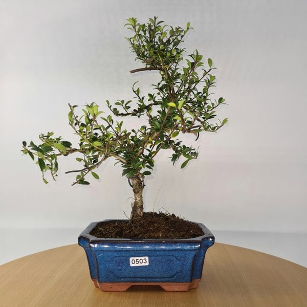 Japanese Holly (Ilex Crenata) Bonsai Tree | Shaped | In 15cm Pot